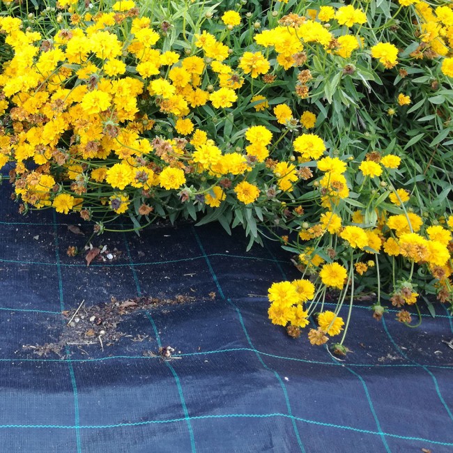 Telo Pacciamante Nero Covertex 1,05...