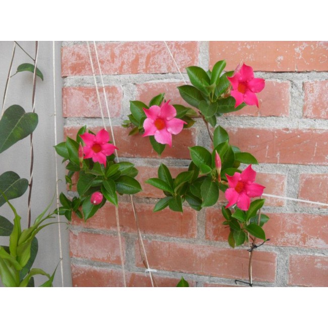 Concime Liquido Dipladenie e...