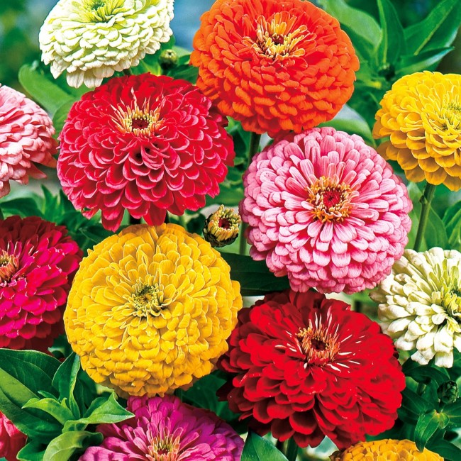 Semi di Zinnia Gigante California