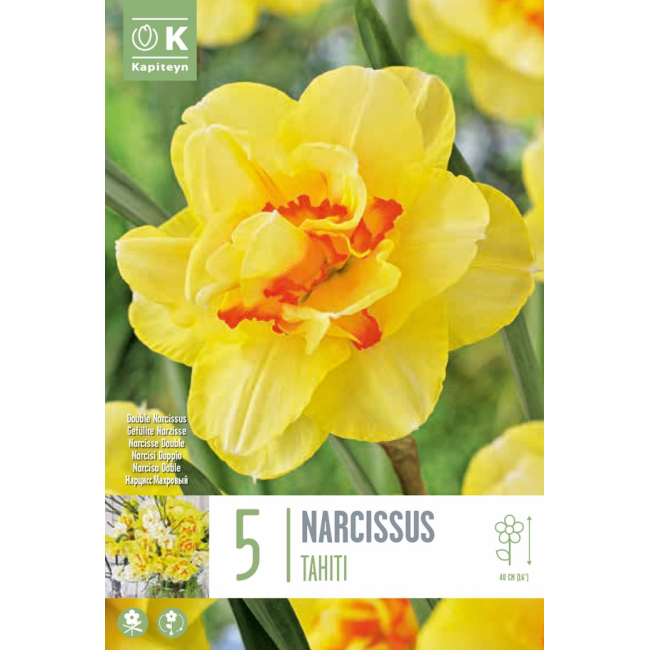 Bulbi di Narciso Doppio Tahiti...
