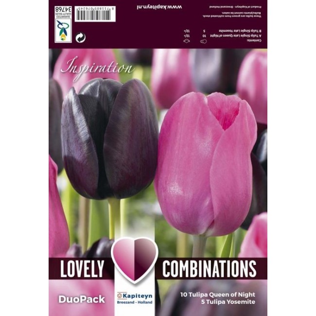 Bulbi Autunnali di Tulipano Combi Single Late Black & Pink confezione 15 pz KAPITEYN