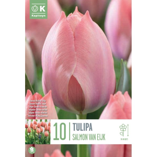 Bulbi di Tulipano Salmon Van Eijk...