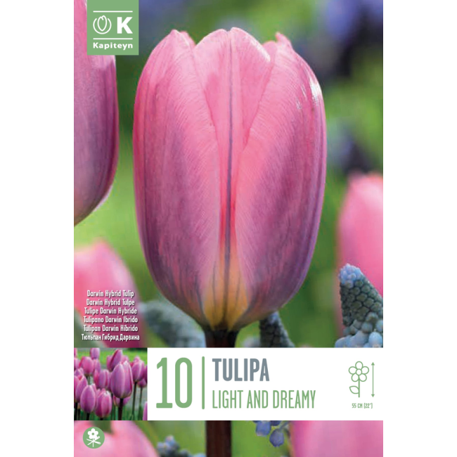 Bulbi di Tulipano Light and Dreamy...
