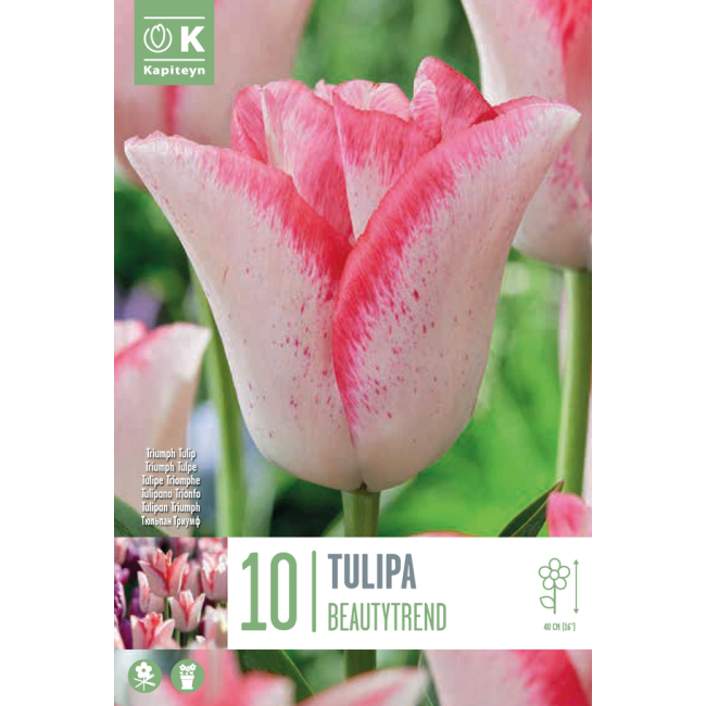 Bulbi di Tulipano Beautytrend...