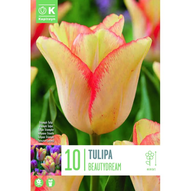 Bulbi di Tulipano Beautydream...