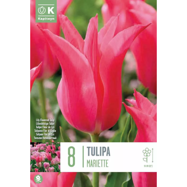 Bulbi di Tulipano Mariette confezione...