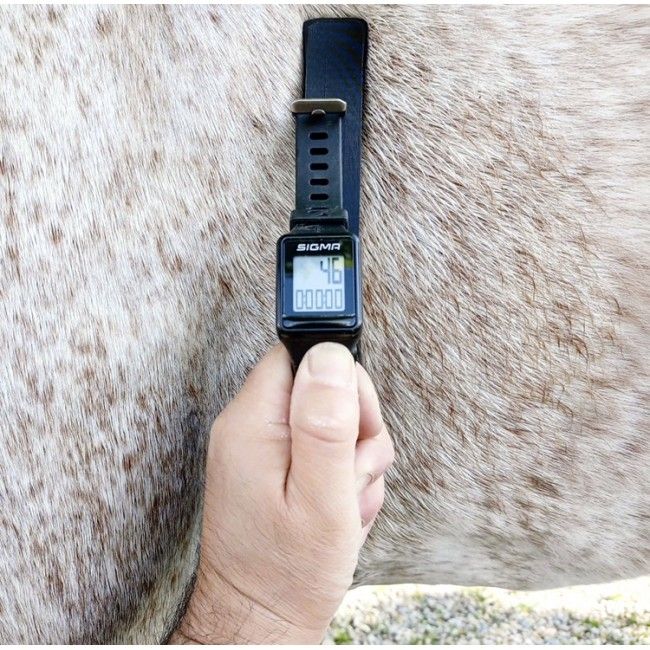 Cardiofrequenzimetro Horse To Go con...