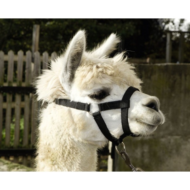 Cavezza per Alpaca con chiusa a scatto