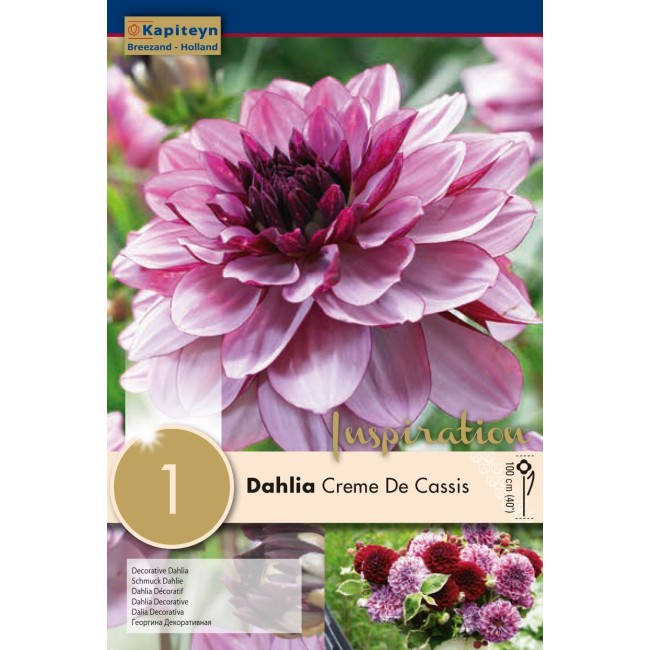 Bulbo di Dahlia Creme de Cassis 1 pz...