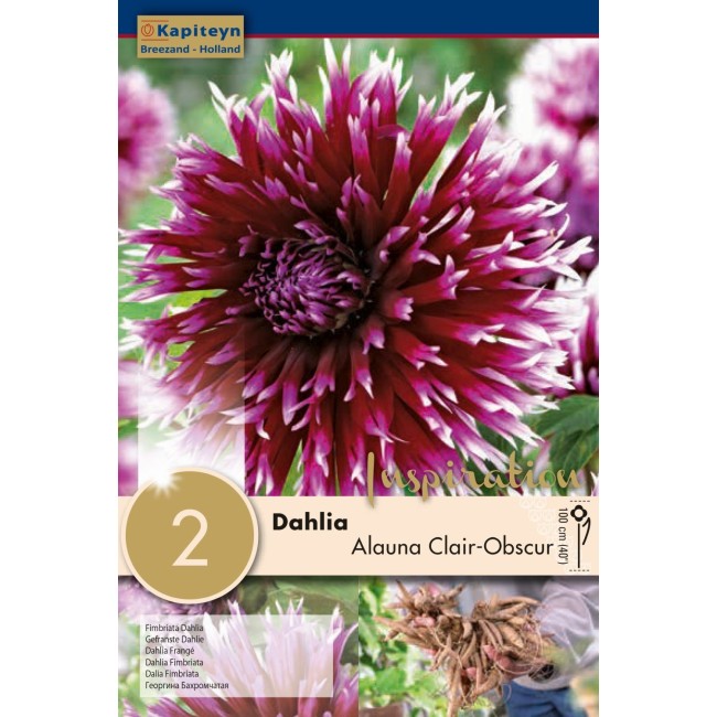 Bulbi di Dahlia Alauna 2 pz KAPITEYN