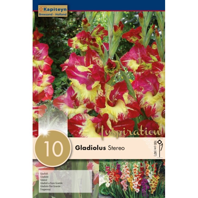 Bulbi di Gladiolo Ron Park 10 pz...
