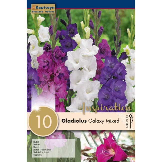Bulbi di Gladiolo Galaxy Mixed 10 pz...
