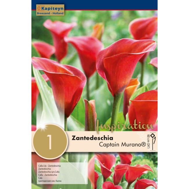 Bulbo di Zantedeschia Captain Murano...