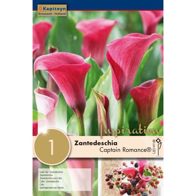 Bulbo di Zantedeschia Captain Romance...