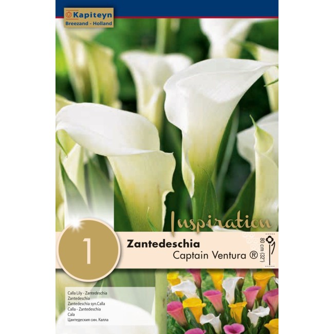 Bulbo di Zantedeschia Captain Ventura...