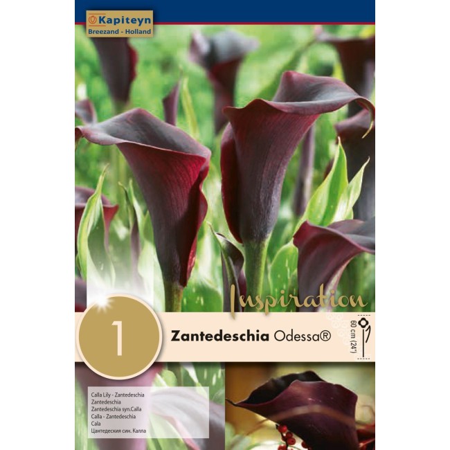 Bulbo di Zantedeschia Odessa 1 pz...