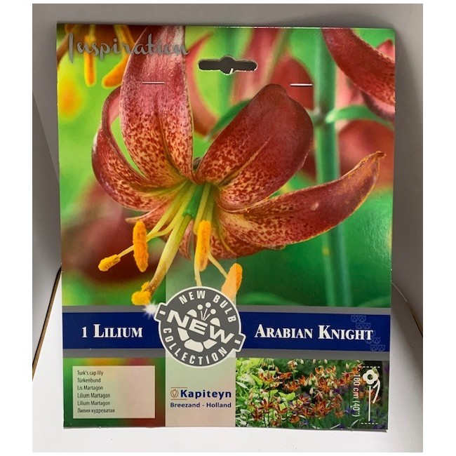 Bulbo di Lilium Arabian Knight...