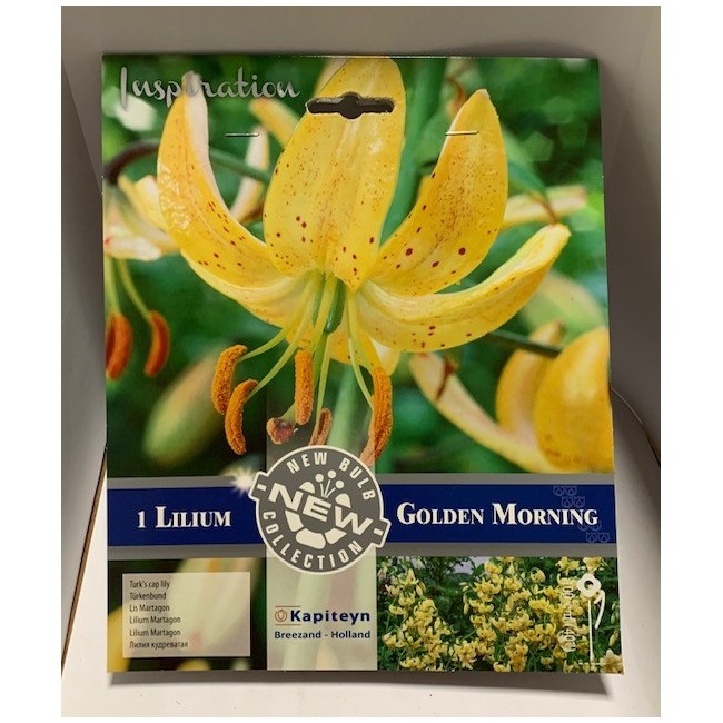 Bulbo di Lilium Golden Morning...