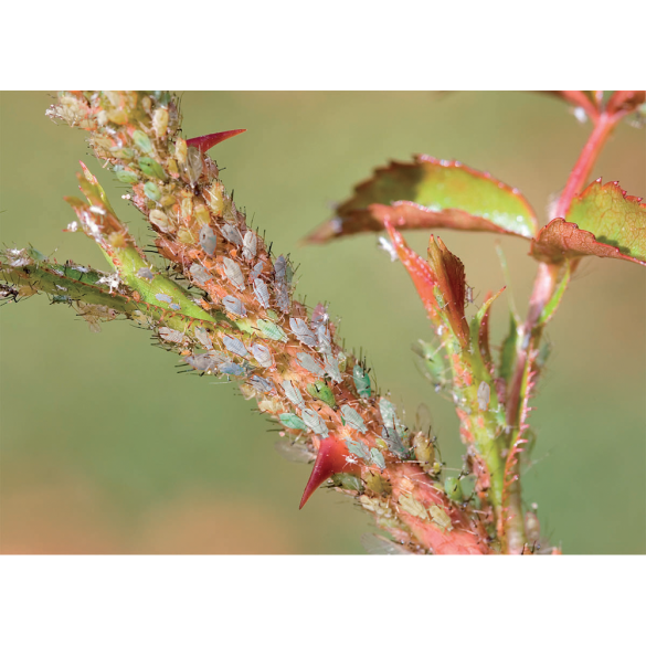 Homeoplant contro Afidi Flortis 750 ml