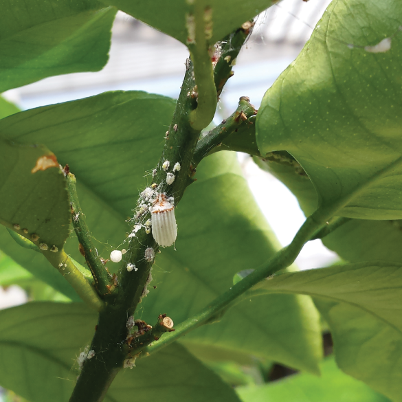 Homeoplant contro Cocciniglia Flortis 750 ml