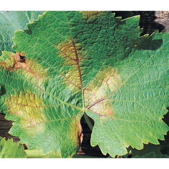 Homeoplant contro Malattie Flortis 750 ml