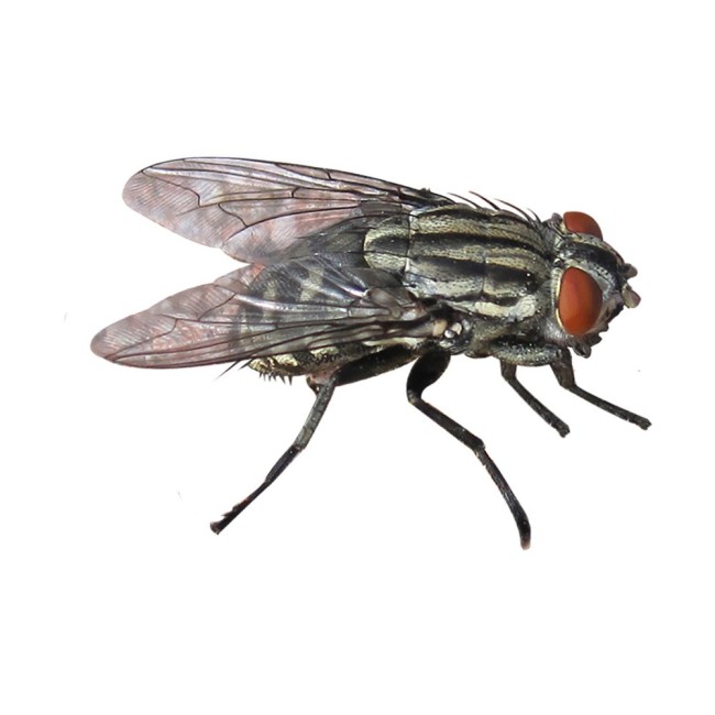 Insetticida Microkill Pronto Uso Flortis 2 L