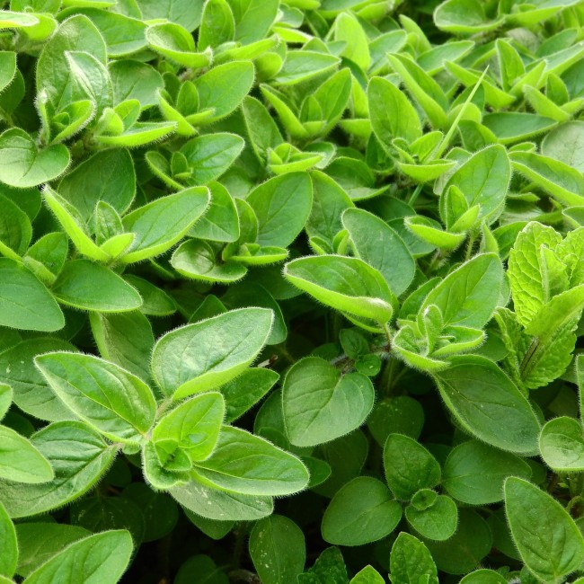 Semi di Maggiorana Semeurop