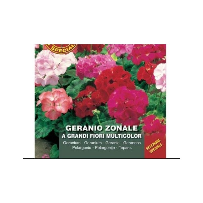 Semi di Geranio Zonale