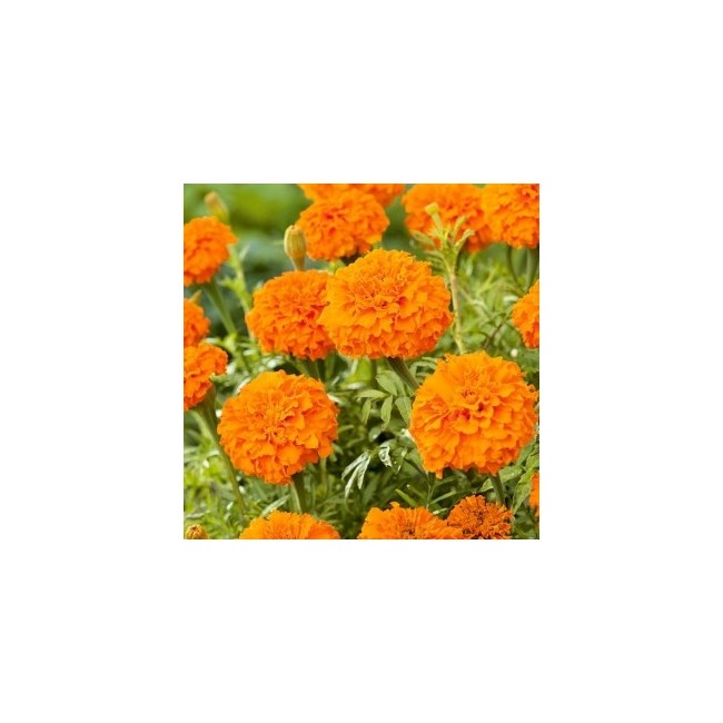Semi di Tagete Nano Arancio