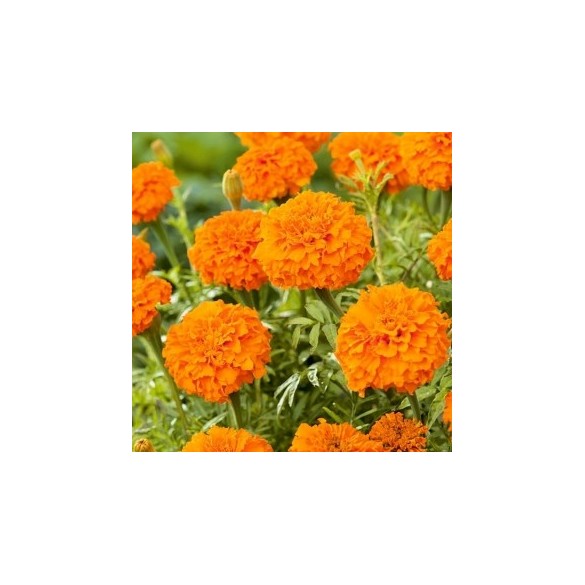 Semi di Tagete Nano Arancio