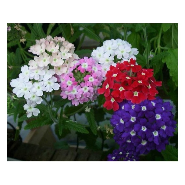 Semi di Verbena Grandiflora