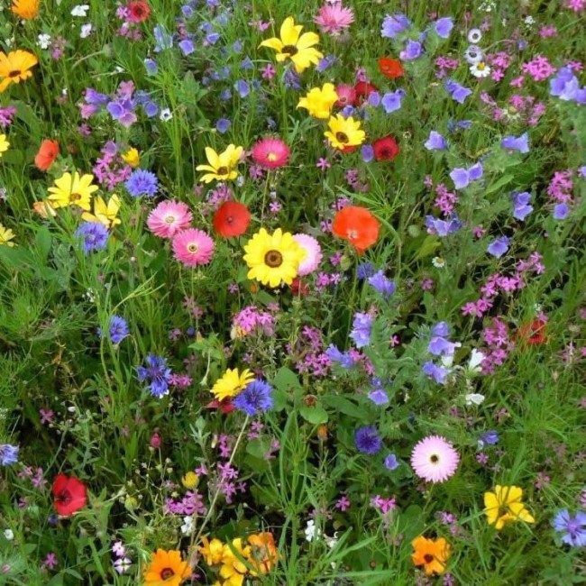 Semi di Prato Fiorito