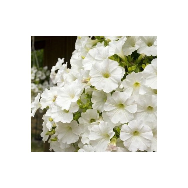 Semi di Petunia Nana Bianca