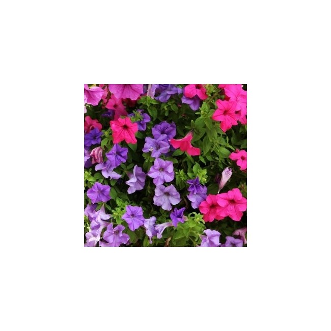 Semi di Petunia Superbissima