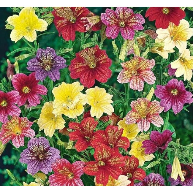 Semi di Salpiglossis Grandiflora