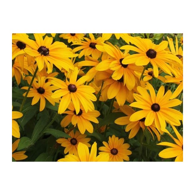 Semi di Rudbeckia Gloriosa Daisies