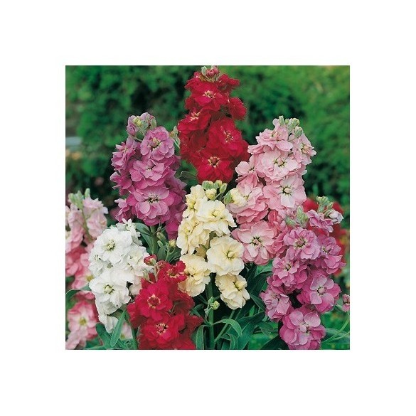 Semi di Violaciocca Nana