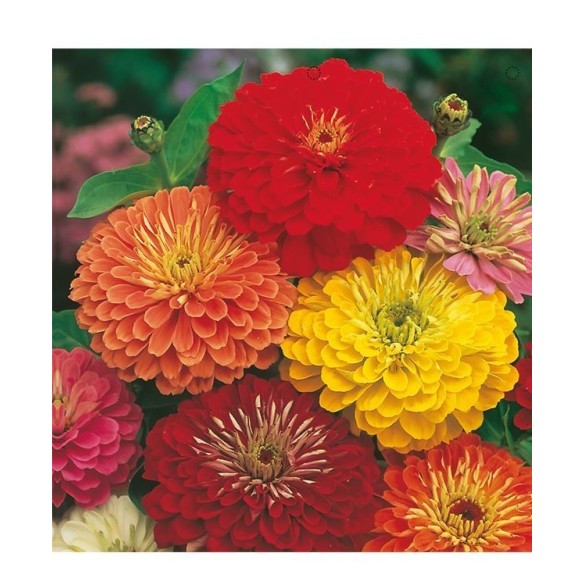 Semi di Zinnia Fior di Dalia