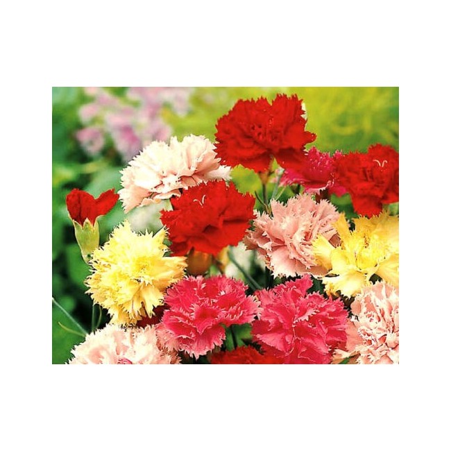 Semi di Garofano Chabaud