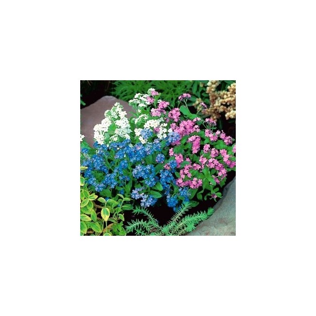 Semi di Non ti Scordar di Me