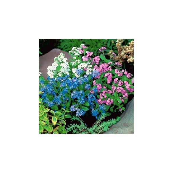 Semi di Non ti Scordar di Me