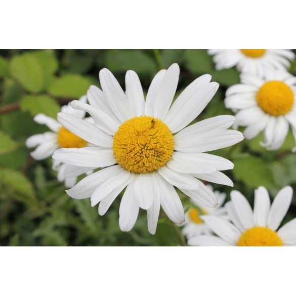 Semi di Margherita Bianca May Queen