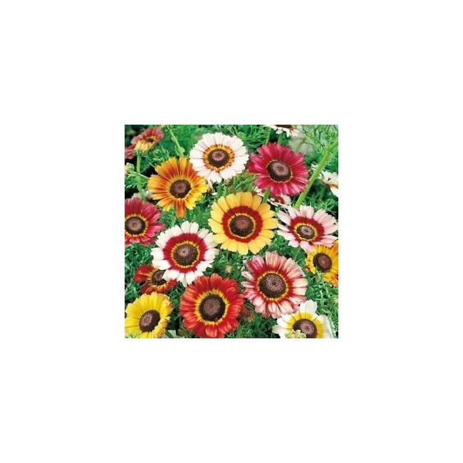 Semi di Crisantemo Arcobaleno