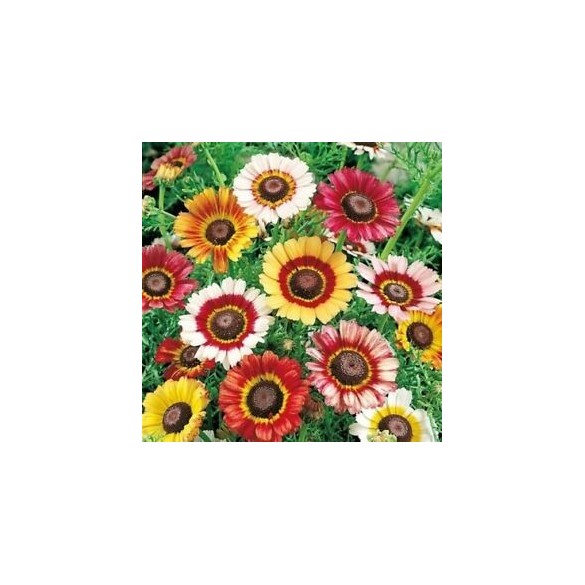 Semi di Crisantemo Arcobaleno