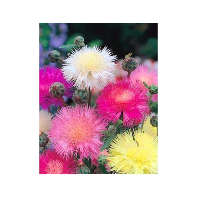 Semi di Centaurea Imperiali