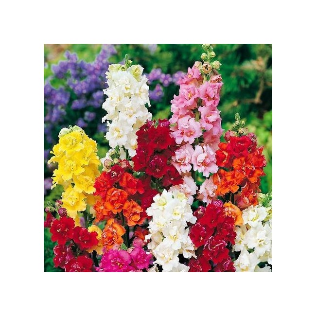 Semi Bocca di Leone Nana