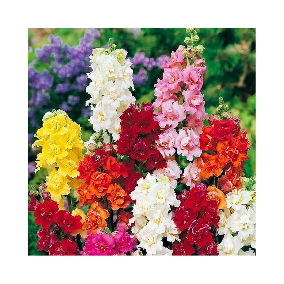 Semi Bocca di Leone Nana