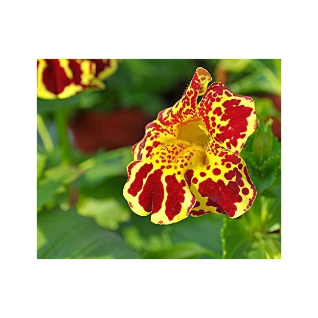 Semi di Mimulus Tigrato