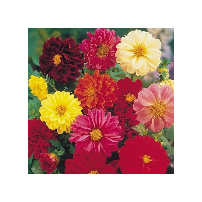 Semi di Dalia Unwin's