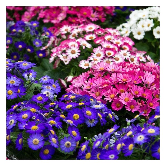 Semi di Cineraria hybrida